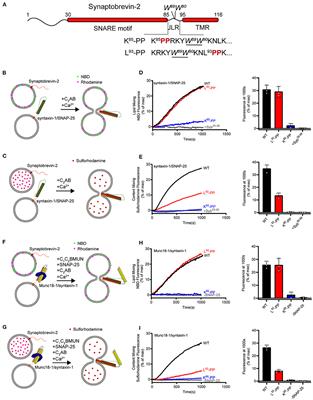 Structural Roles for the Juxtamembrane Linker Region and Transmembrane Region of Synaptobrevin 2 in Membrane Fusion